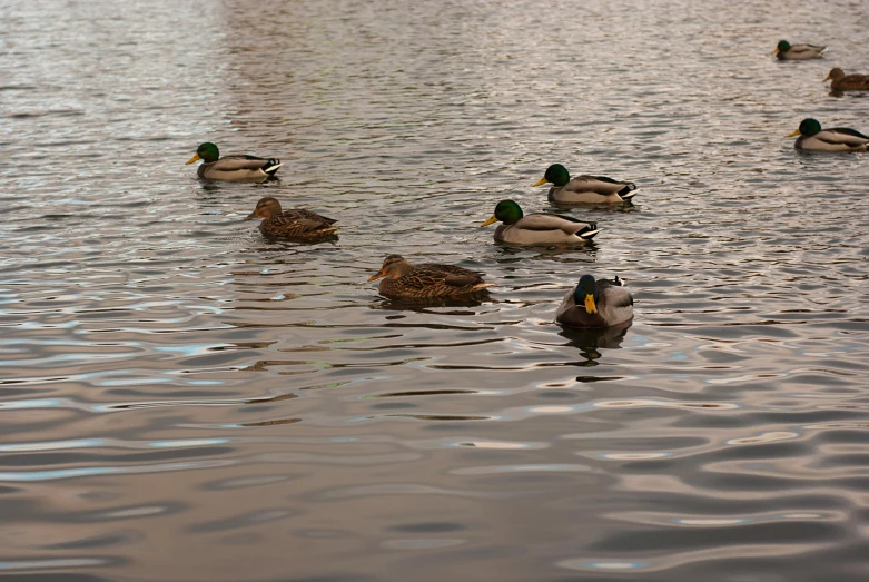 five ducks and two ducklings floating in the water