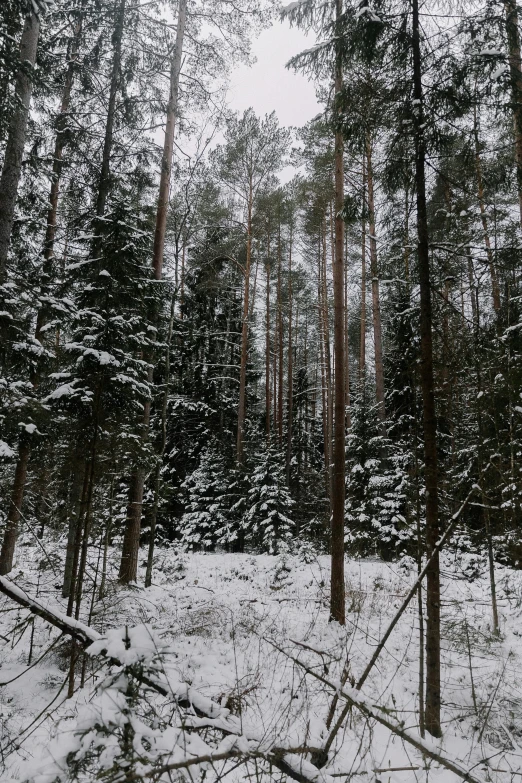 a wooded area is covered in snow and surrounded by trees