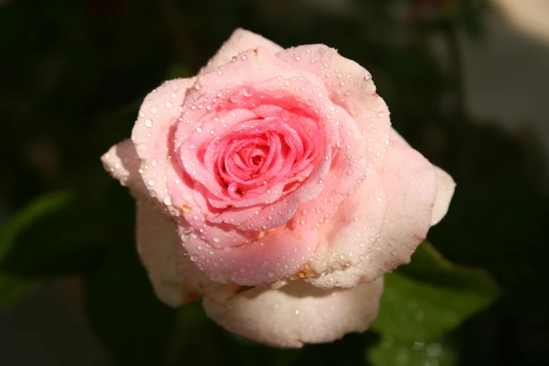 an extreme close - up picture of a pink rose bud