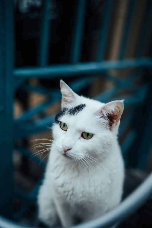 a white cat with black eyelashes on it's head