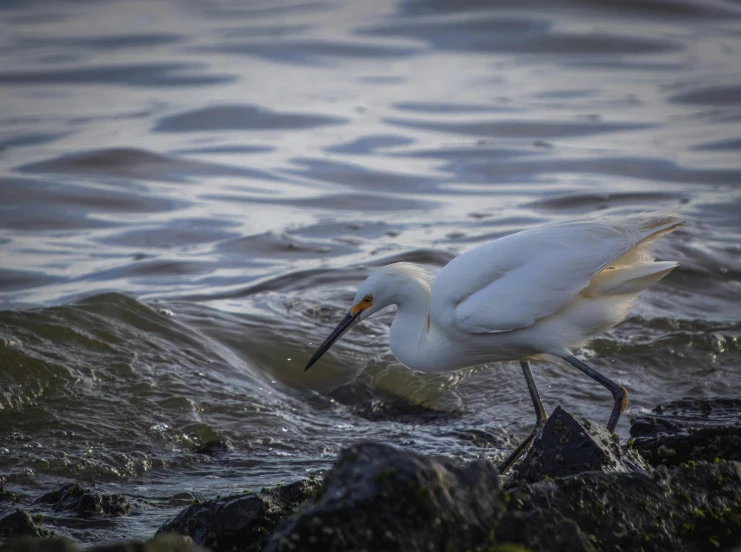 a bird is standing on the edge of some water