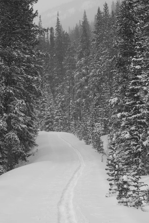 a snow covered trail leading between two large trees