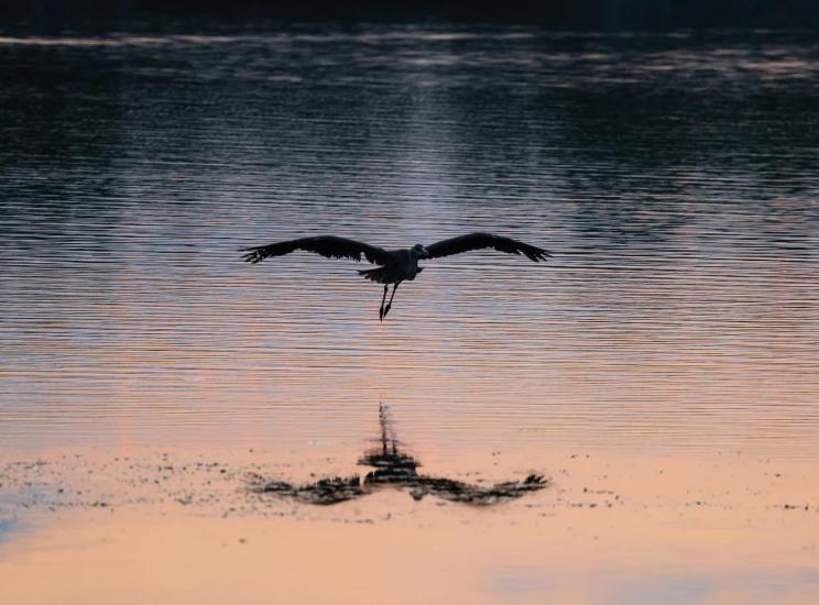 a bird flies over the water as it appears to be landing