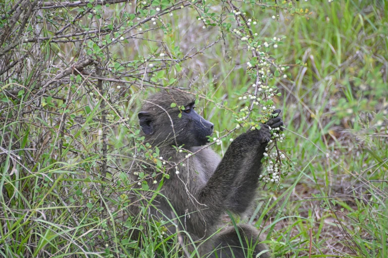 the animal is stretching out and eating on the tree