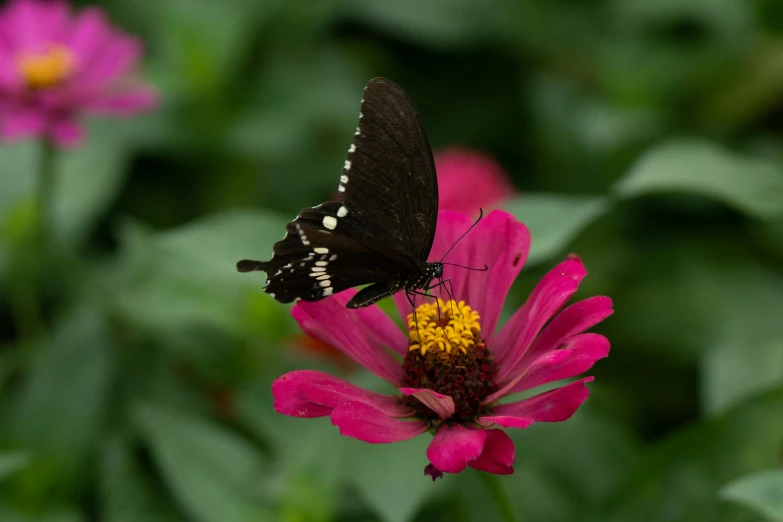 a erfly sitting on top of a pink flower