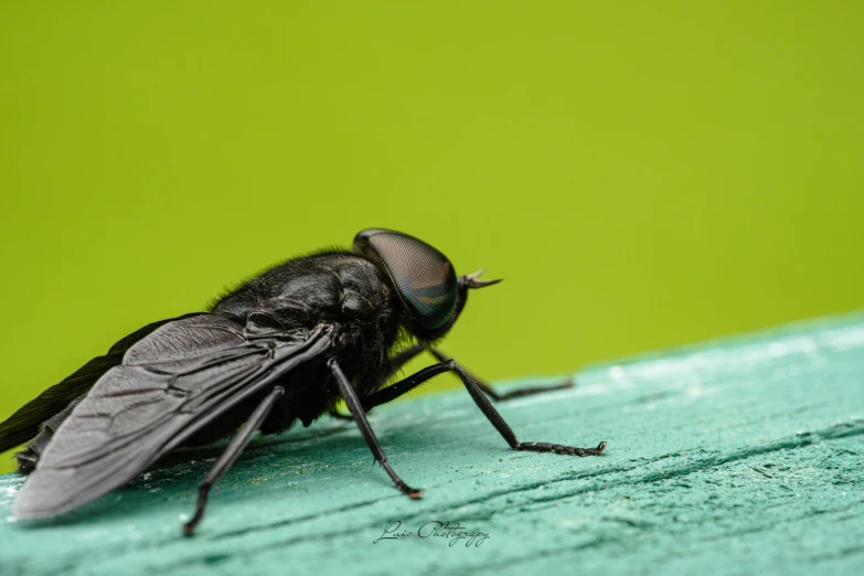 a fly on a table next to green wall