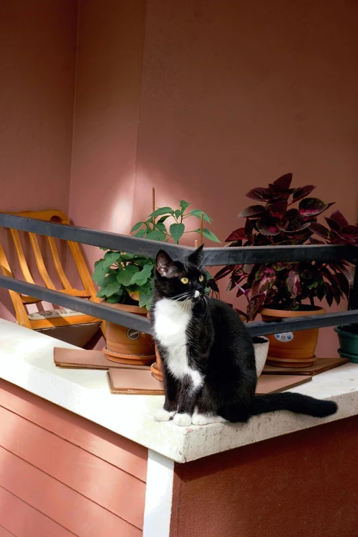 a black and white cat is sitting on a window sill