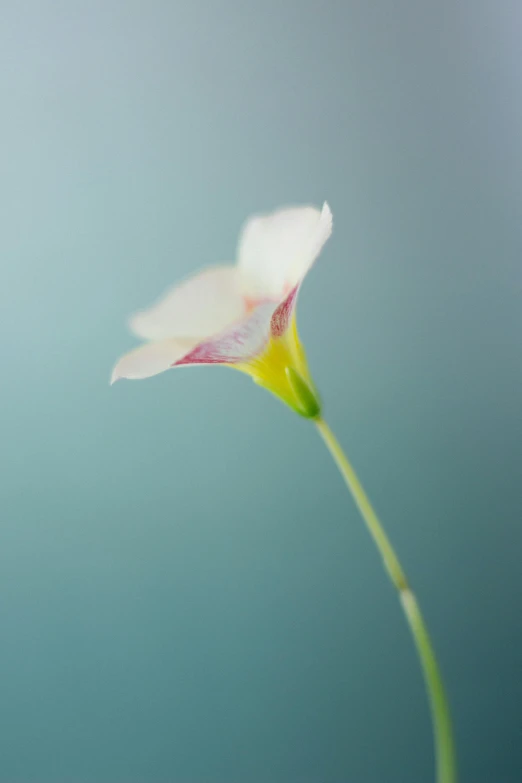 flower bud on top of green plant in bright sunlight