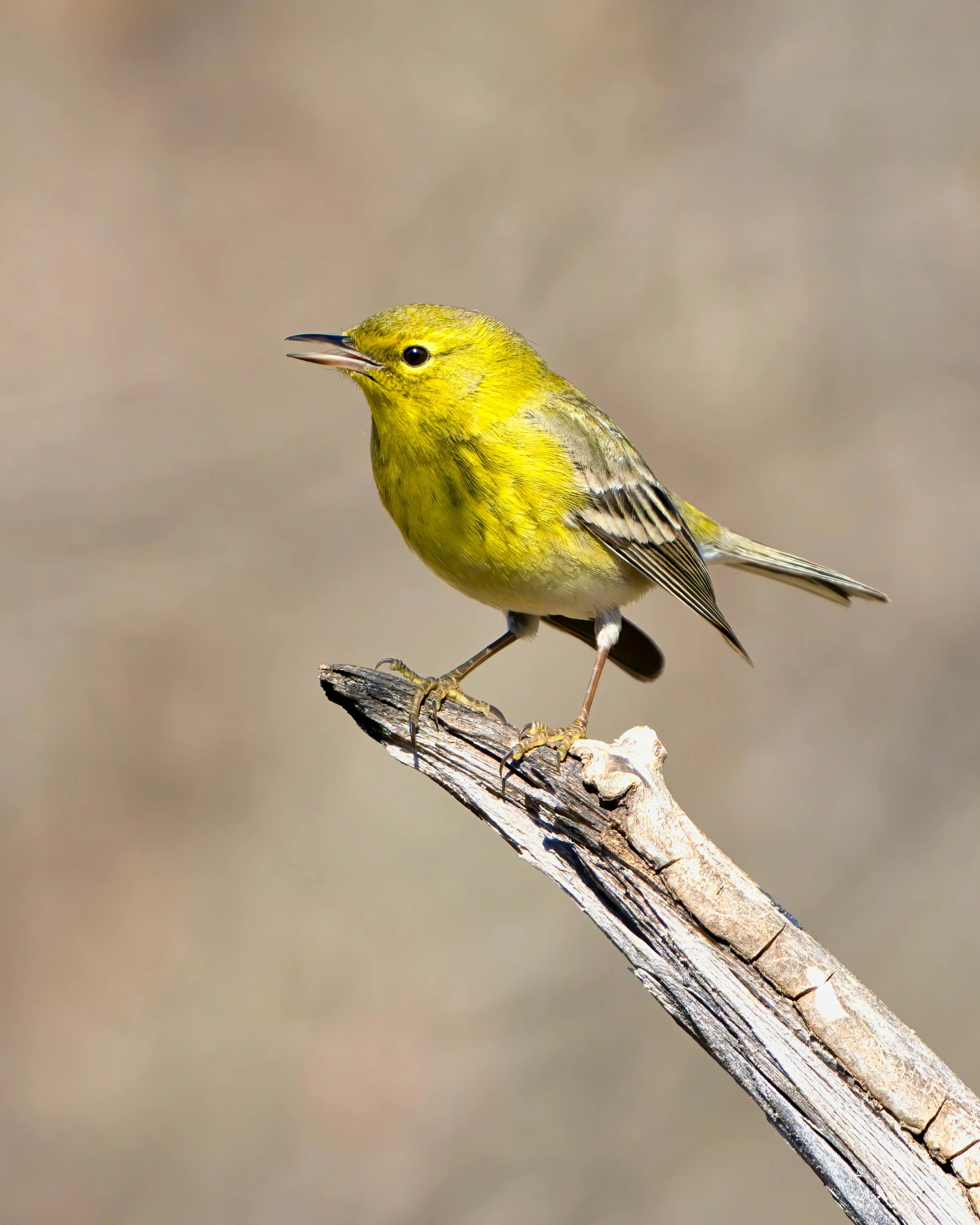 small yellow bird perched on top of a tree nch