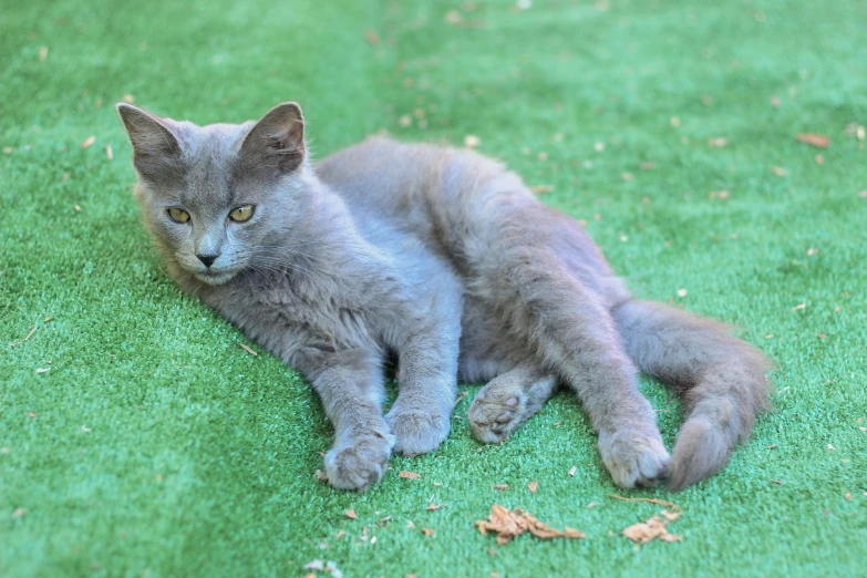 small gray kitten resting on green grass staring