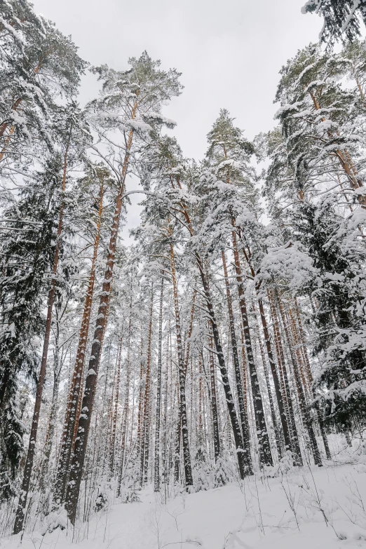 many trees are shown in the snow covered forest
