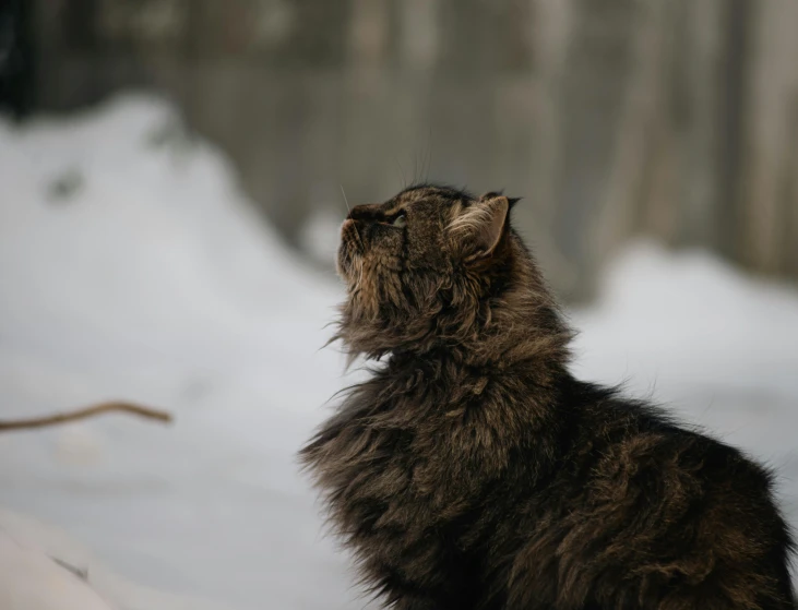 a cat that is sitting on some snow