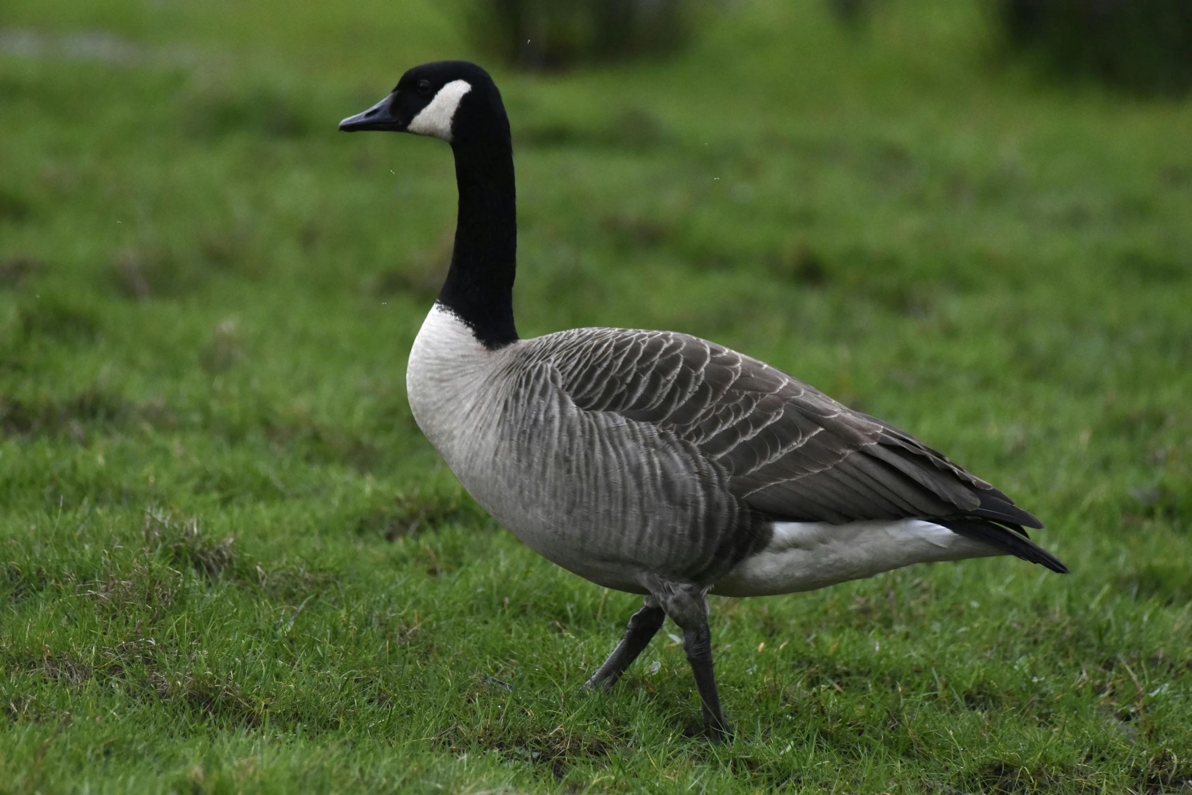 a grey and white goose stands in the grass