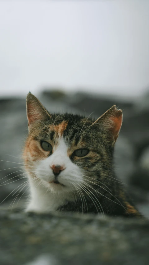 a black orange and white cat stares at the camera