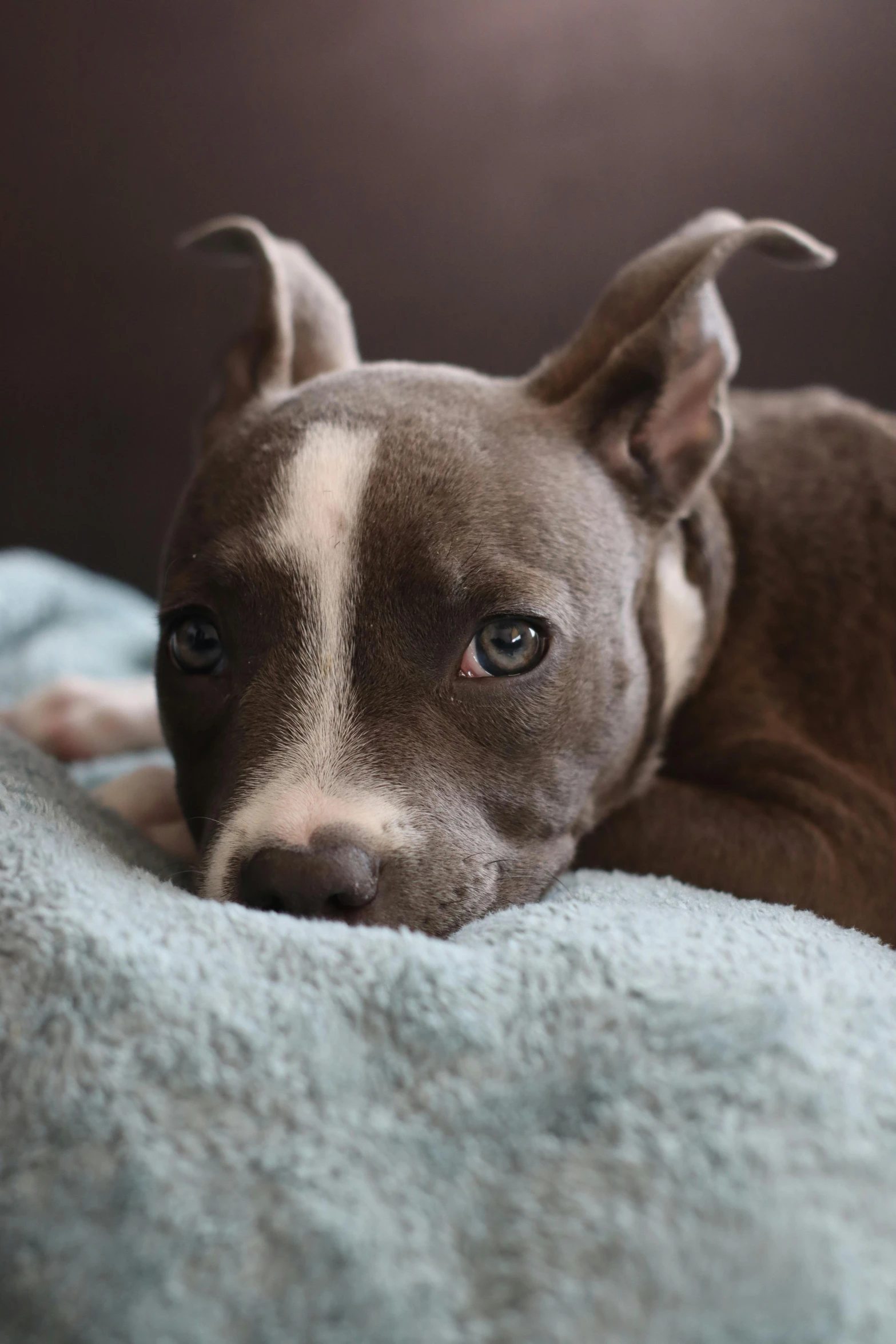 a dog is laying on top of a blanket