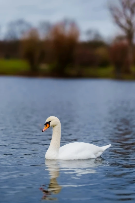 a white swan floating on top of water next to trees