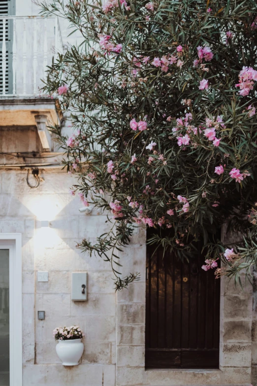 the pink flowers are in bloom at the end of the window