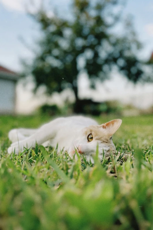 a cat laying in the grass near a tree