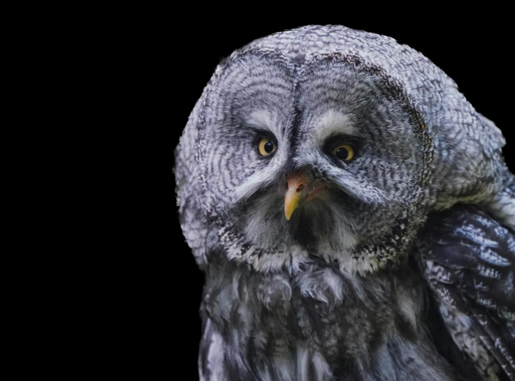 a closeup po of an owl with yellow eyes