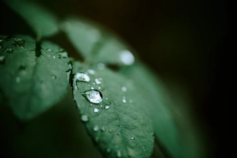 drops of water on a leaf