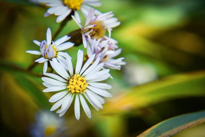 this is a very close up po of a white flower