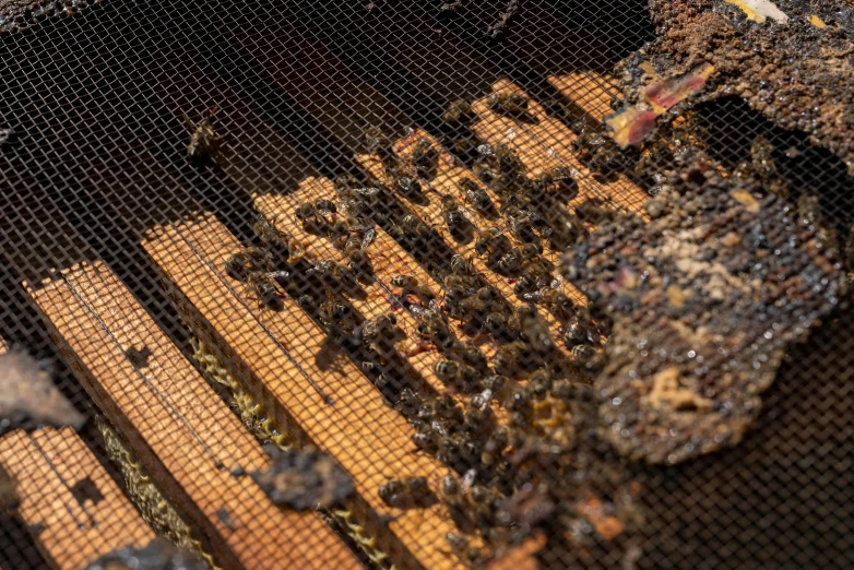 several bees are clustered on a grate and they are moving around