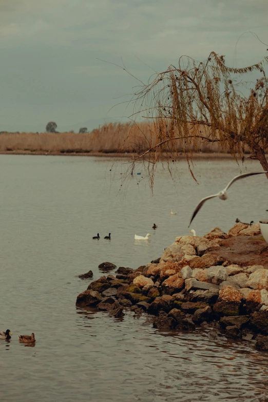 the birds are flying near the trees in the water