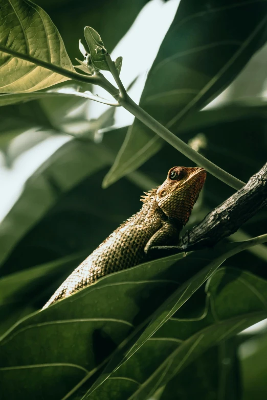 a lizard sitting in a tree with the background green leaves