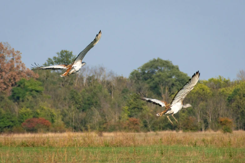 two large birds flying low over the grass