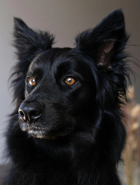 a dog is staring while it's head is close to the camera