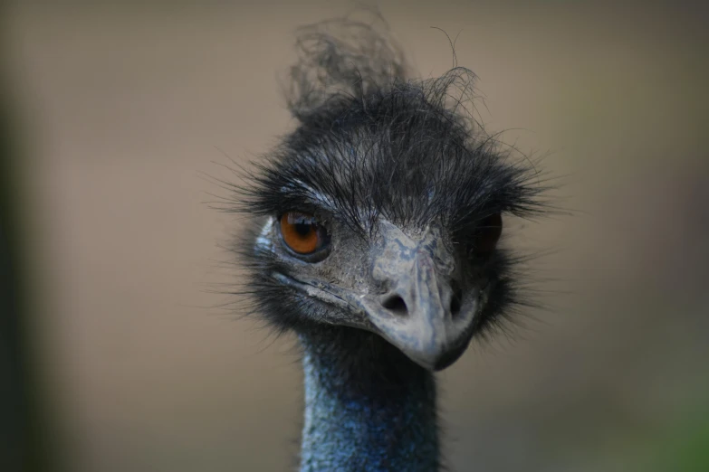 a black bird with orange eyes staring in the camera