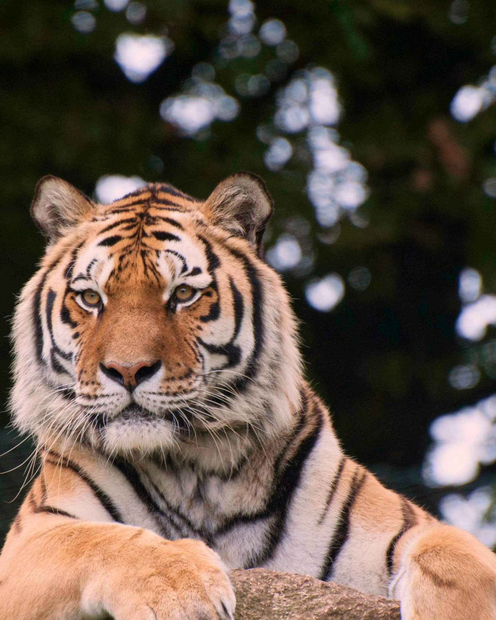 a tiger rests on a rock in the sun