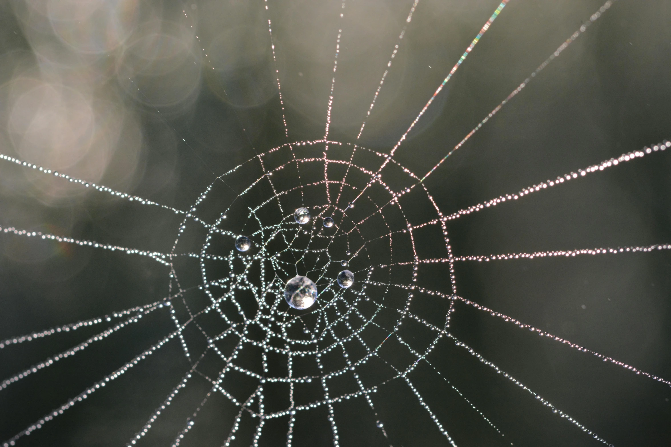 there are droplets of rain coming out of the web