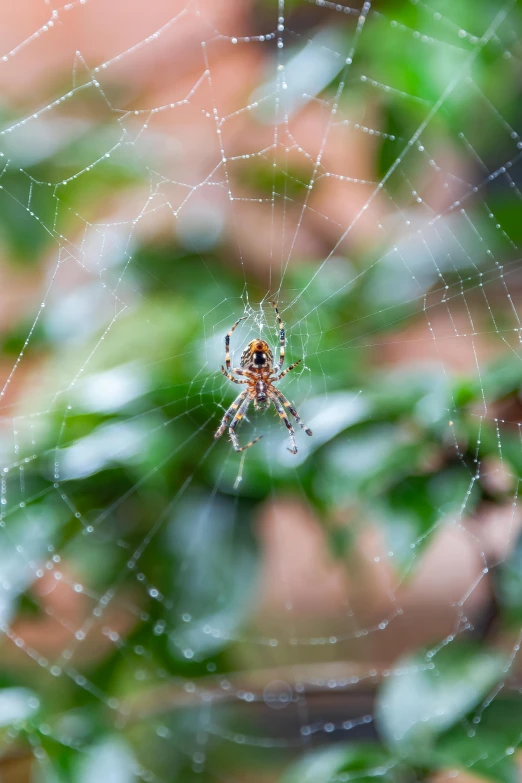 a spider on it's web with some other webs around