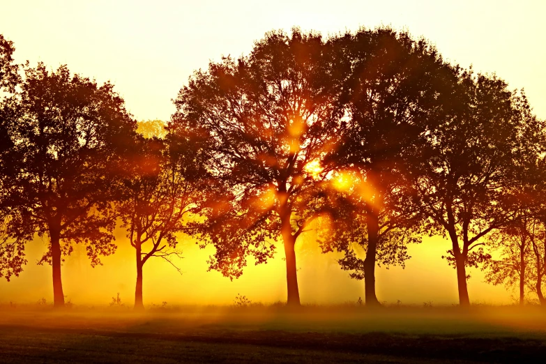 sun shining in the sky above some trees