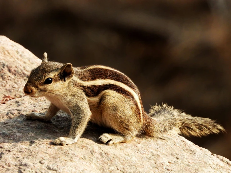 a tiny animal is on the rock looking back