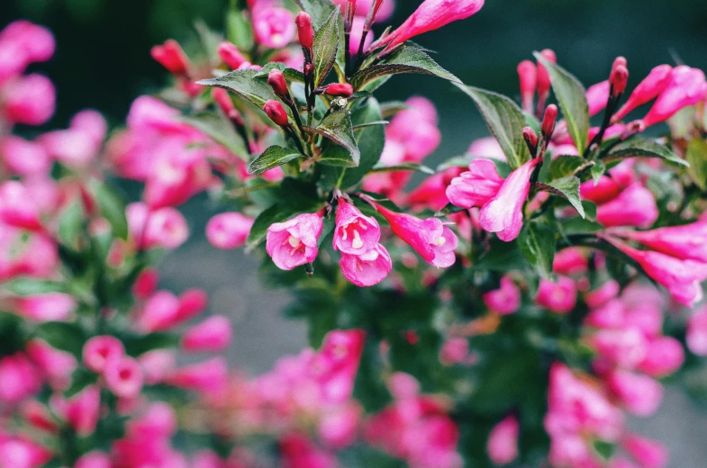 a bush that has some pink flowers in it