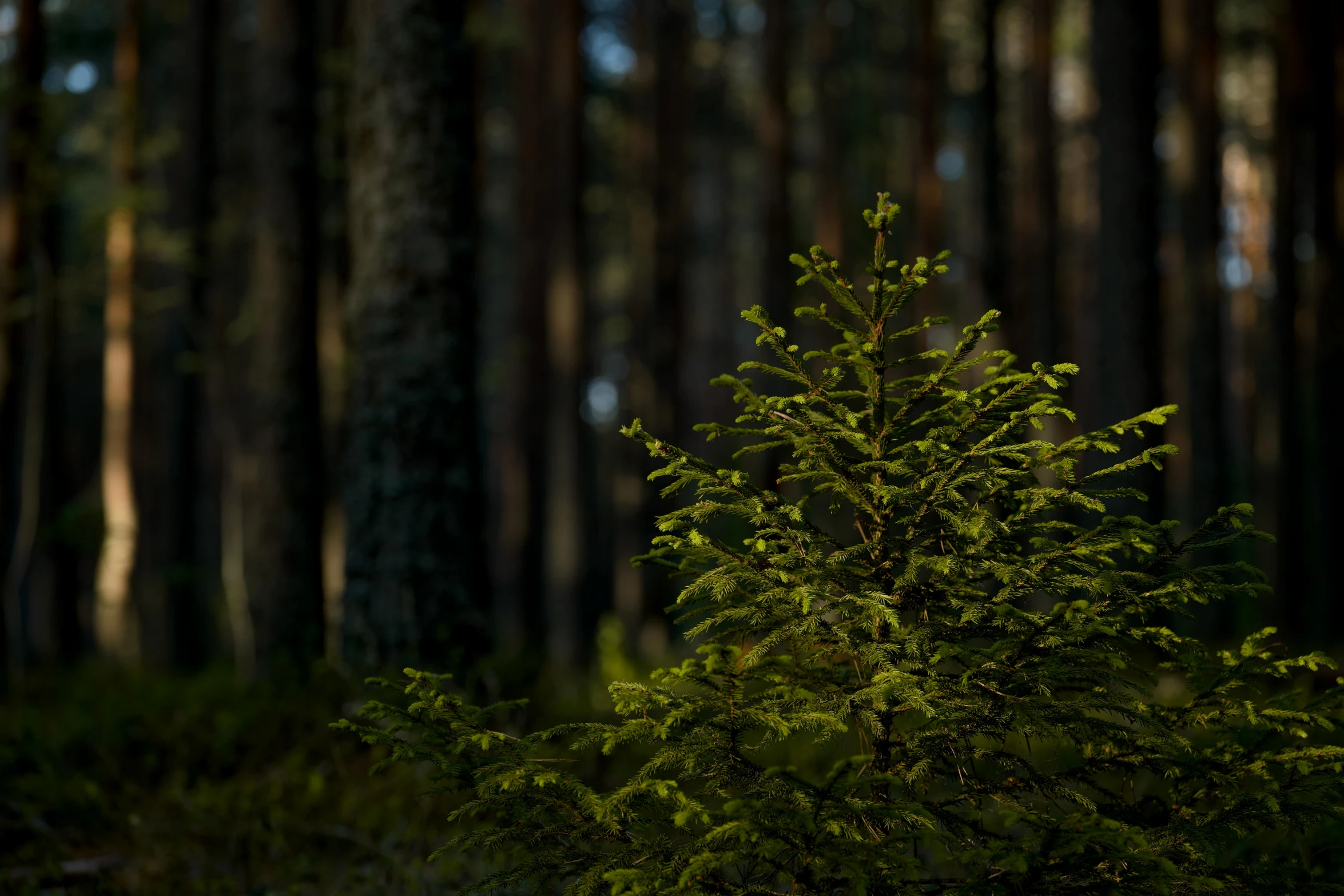 a pine tree in a wooded area by some trees