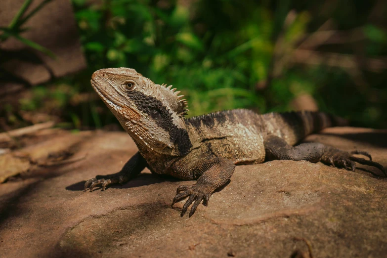 an iguana sitting on a large rock outside