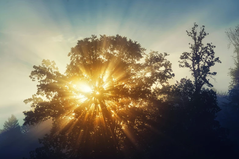 sun shining through tree nches during sunrise