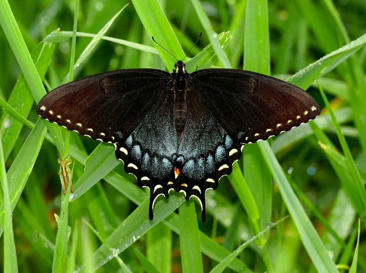 the erfly is laying on the grass