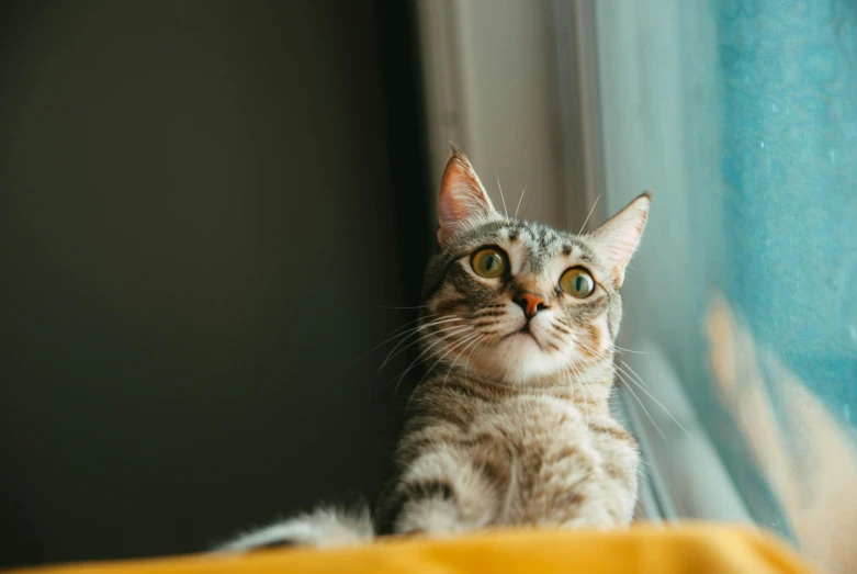 a grey cat sitting on a chair next to a window