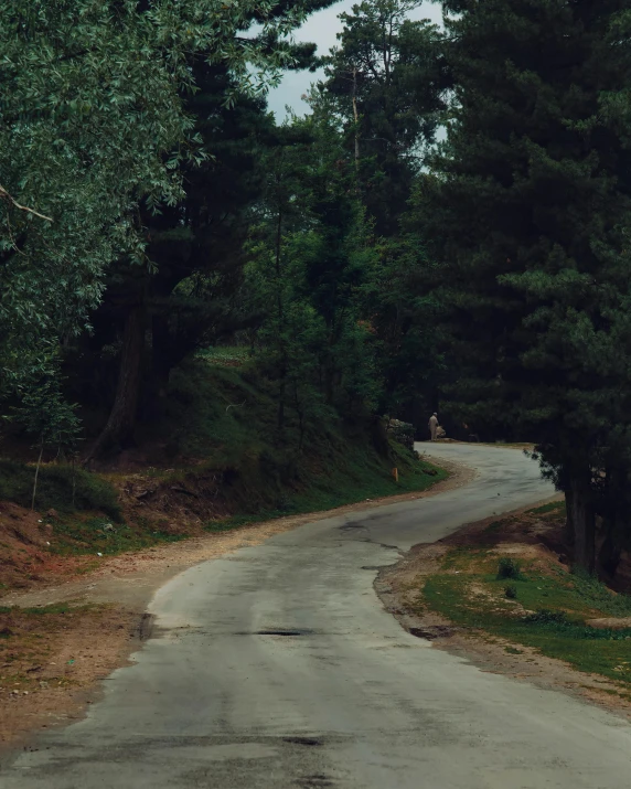 a road with trees on either side and an elephant standing on the right