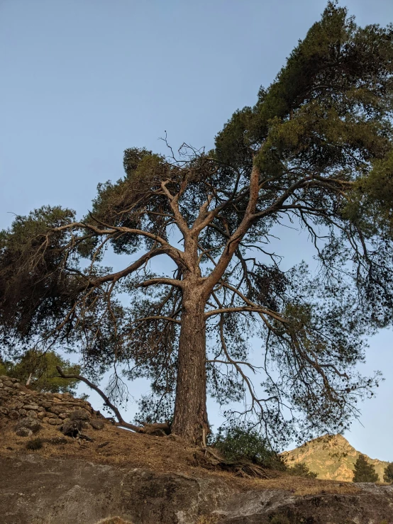 large, slender tree standing tall on the ground