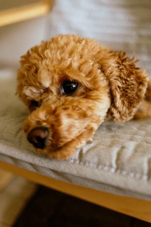 a brown dog on a white pillow that has black and white lettering