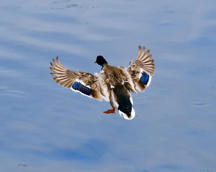 a duck flying in the air over water