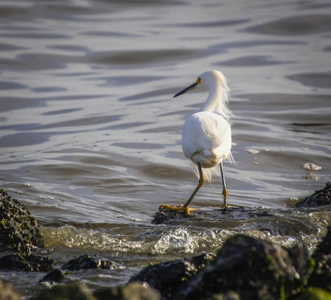 a white bird stands in shallow water looking for fish