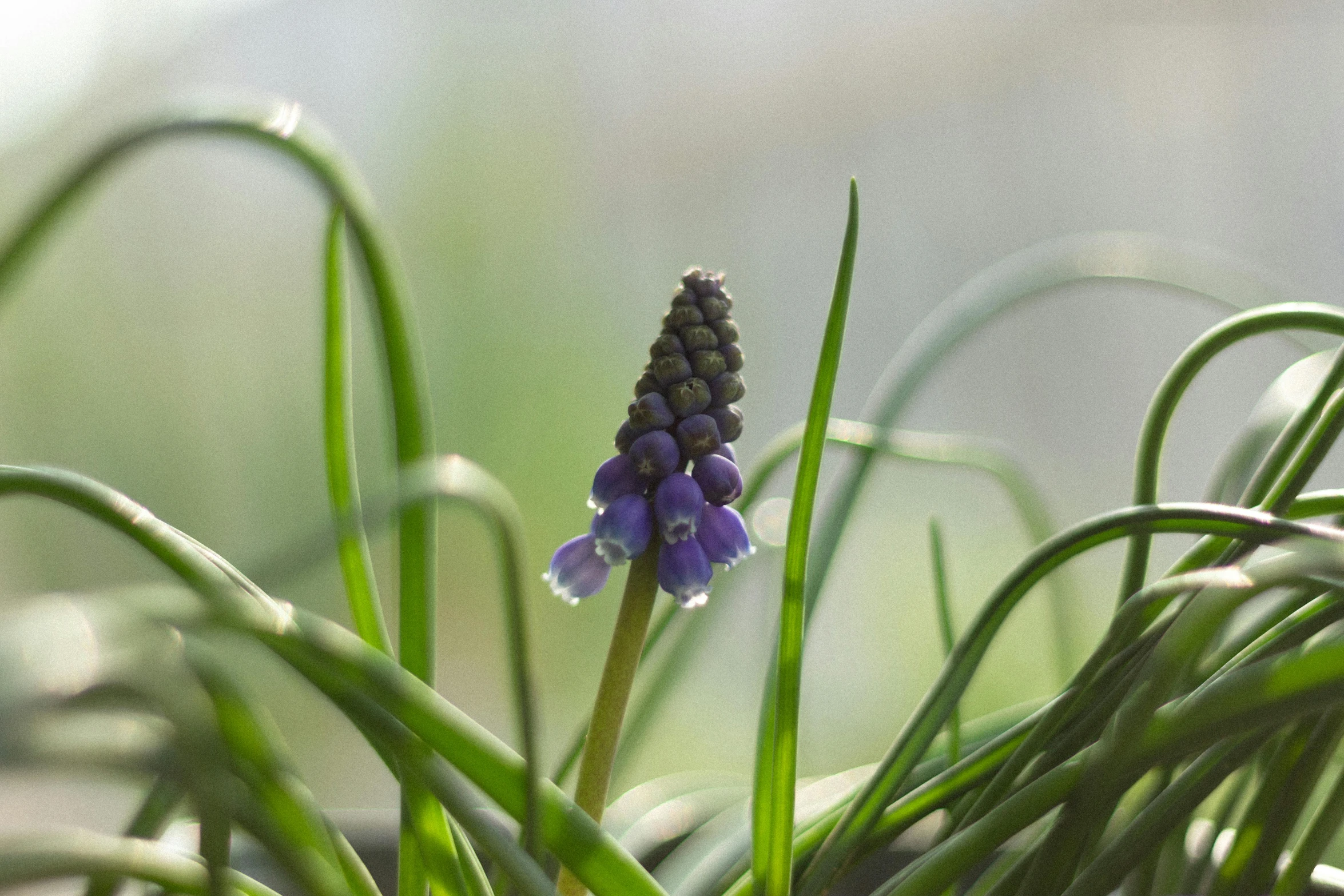 a small purple flower is surrounded by grass