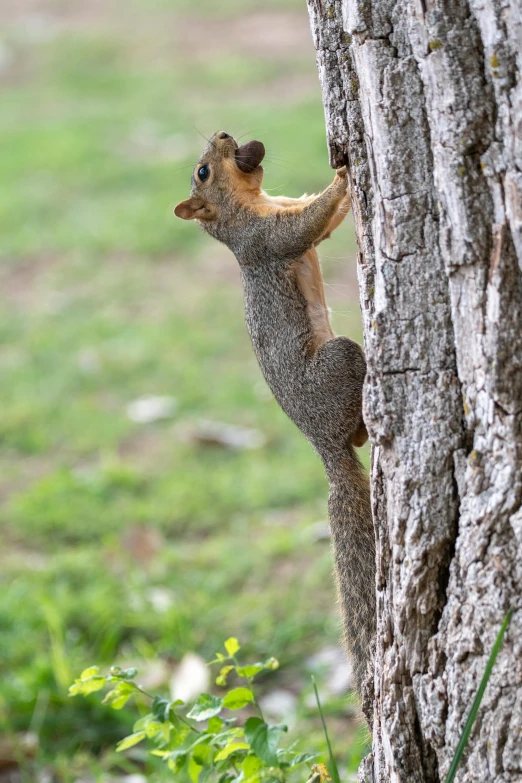 a squirrel in a tree has his face stuck into the trunk