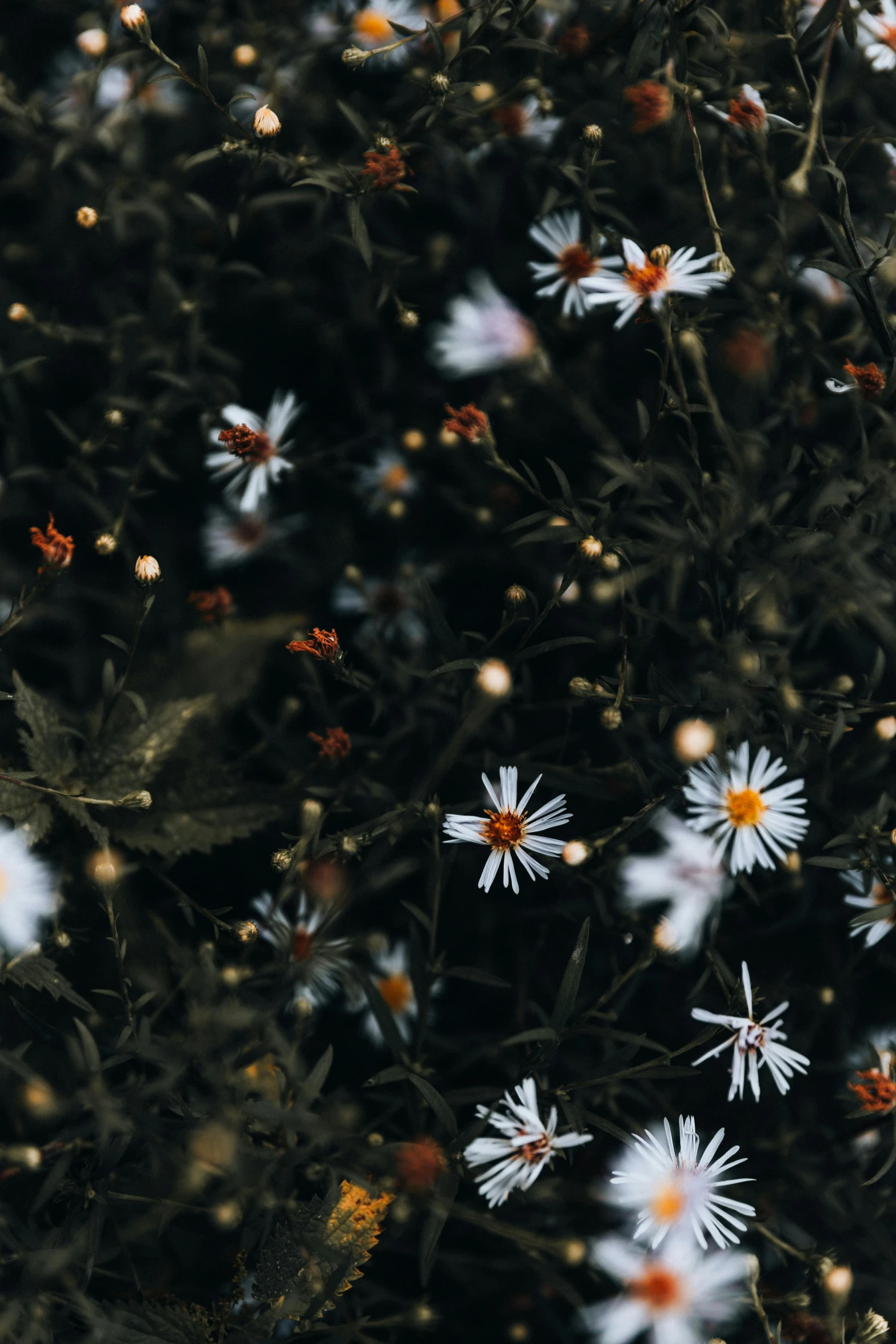 the daisies are white with red centers